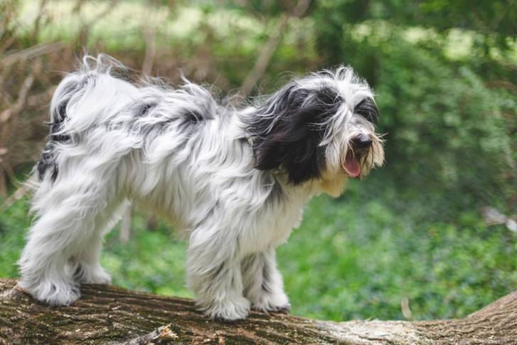 Photo Terrier du Tibet