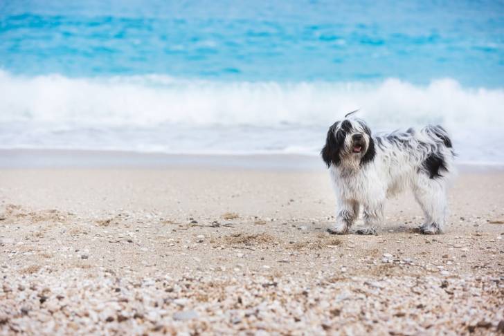 Photo Terrier du Tibet
