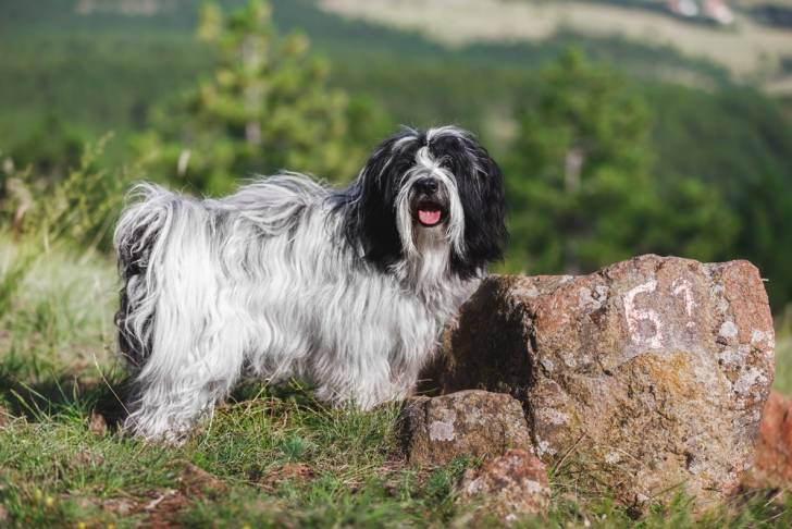 Photo Terrier du Tibet