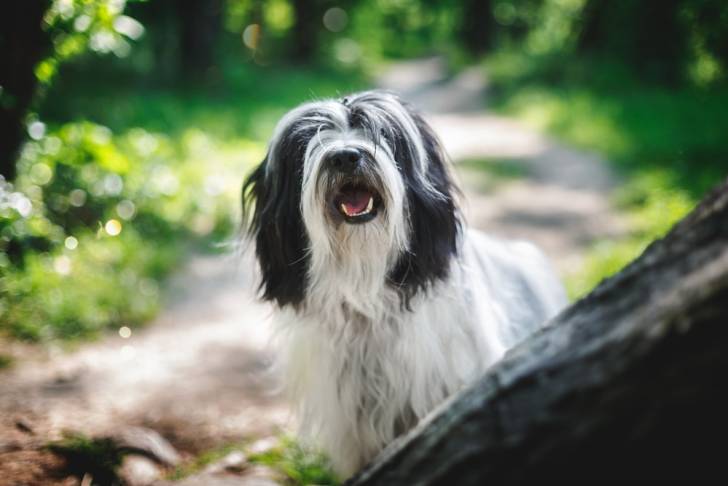 Photo Terrier du Tibet