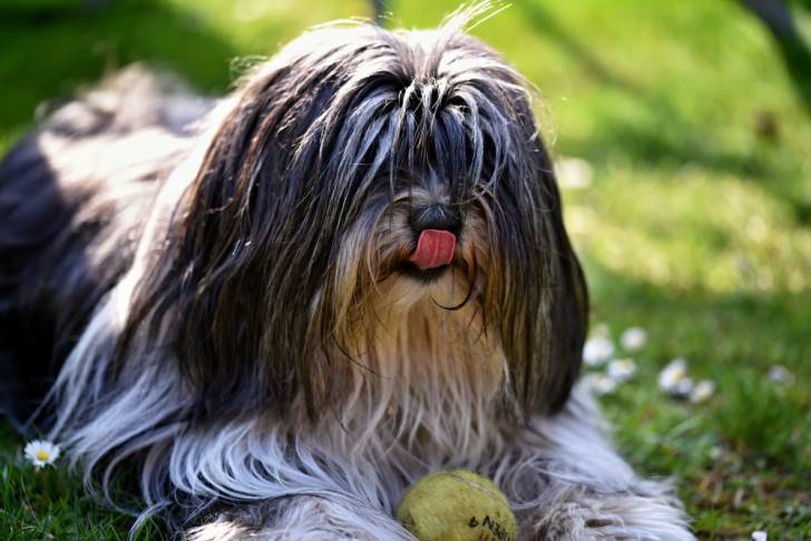 Photo Terrier du Tibet