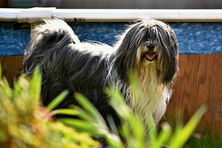 Photo Terrier du Tibet