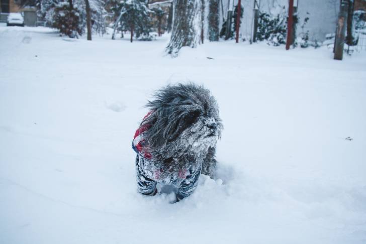 Photo Terrier du Tibet