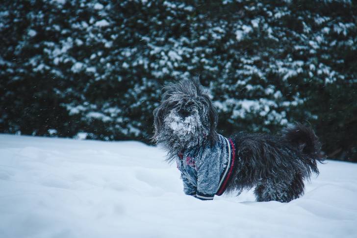 Photo Terrier du Tibet
