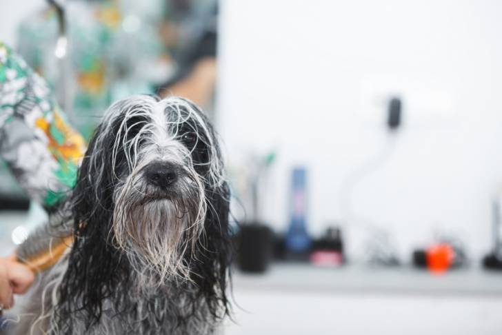 Photo Terrier du Tibet