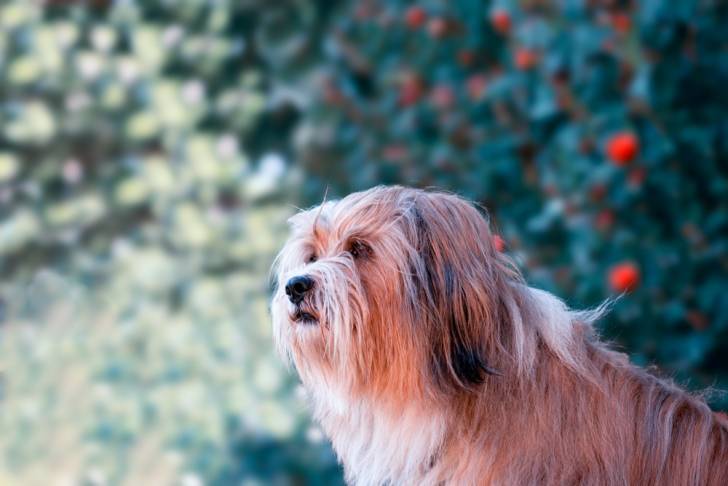 Photo Terrier du Tibet