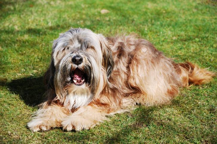 Photo Terrier du Tibet