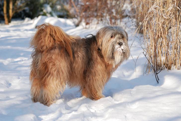 Un Terrier du Tibet dans la neige et regardant sur sa droite