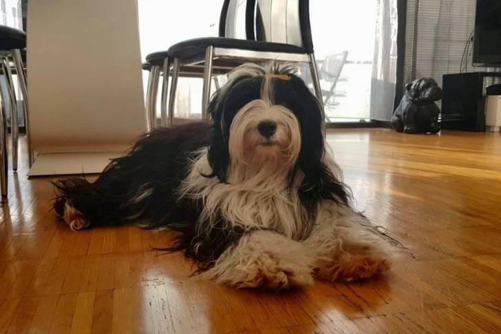 Un Terrier du Tibet 
allongé sur un plancher dans un appartement et regardant vers la caméra