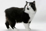 Un Cymric bicolore noir et blanc