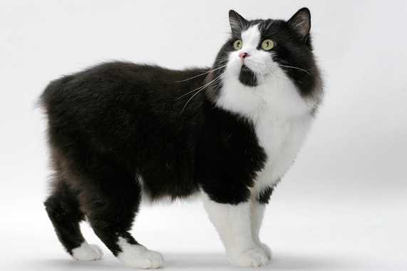 Un Cymric bicolore noir et blanc