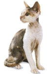 Devon Rex - Devon Rex
