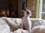 DEVON REX - Devon Rex