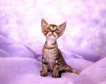 devon rex - Devon Rex