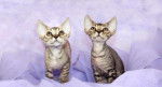 devon rex - Devon Rex