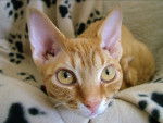 Le Devon Rex - Devon Rex