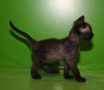 XXL Black and CO - Devon Rex