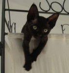 Photo Devon Rex