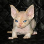 Vous connaissez Pinnochio ?? ben .... - Devon Rex