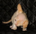 Je ne dors tjs que d'1 oreille !!!! - Devon Rex