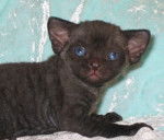 Velvety Night, 18 days - Devon Rex