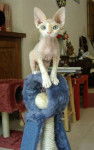 Juste ce qu'il me faut.... - Devon Rex