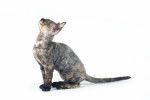 Photo Devon Rex