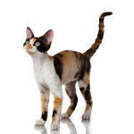 Photo Devon Rex