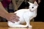 Photo Devon Rex