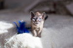 Photo Devon Rex
