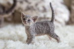 Photo Devon Rex