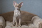 Photo Devon Rex