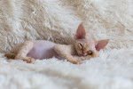 Photo Devon Rex