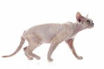 Photo Devon Rex