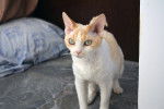 Photo Devon Rex