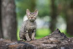 Photo Devon Rex