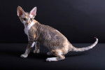 Photo Devon Rex