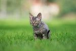 Photo Devon Rex