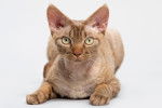 Photo Devon Rex