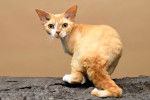 Photo Devon Rex
