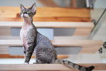 Photo Devon Rex