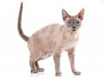 Photo Devon Rex