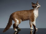 Photo Devon Rex
