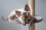 Photo Devon Rex
