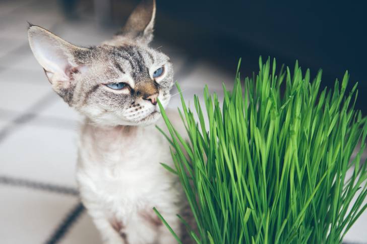 Un Devon Rex renifle de l'herbe à chat