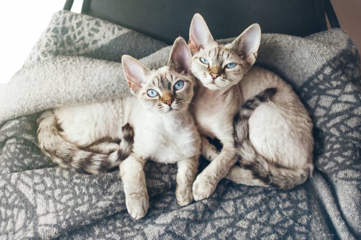 Deux Devon Rex couchés sur un lit