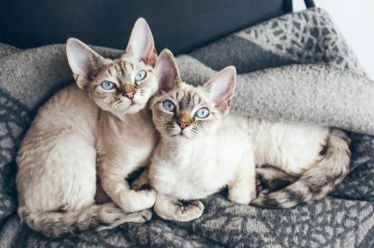 Deux Devon Rex aux yeux bleus côte à côte sur le lit
