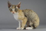 Photo Devon Rex