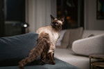 Photo Devon Rex