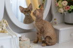 Photo Devon Rex